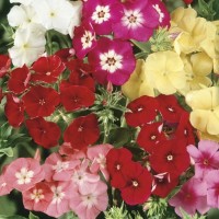 Floks Drymmonda Mix – Nasiona – Kiepenkerl