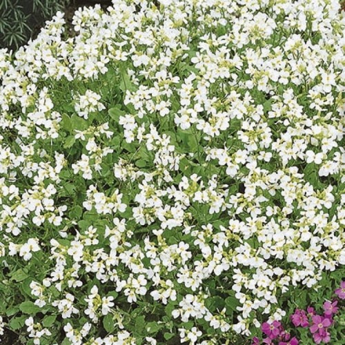 Gęsiówka Kaukaska 'Schneehaube' – Biała – Nasiona – Kiepenkerl