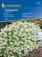 Gęsiówka Kaukaska 'Schneehaube' – Biała – Nasiona – Kiepenkerl - przód