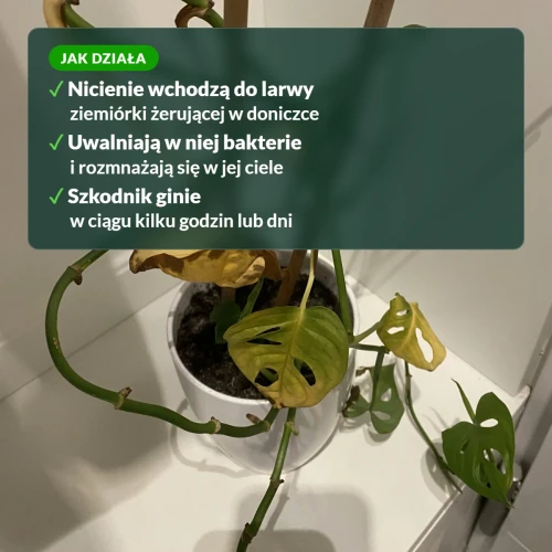 Jak działają nicienie Ziemiórka Stoper