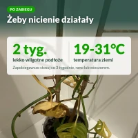 Ziemiórka Stoper: co zrobić po zabiegu