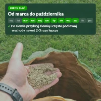 Kiedy siać trawnik samonawożący: od marca do października