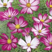 Kosmos Podwójnie Pierzasty 'Purple Red White' – Nasiona – Kiepenkerl