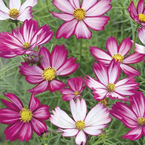 Kosmos Podwójnie Pierzasty 'Purple Red White' – Nasiona – Kiepenkerl