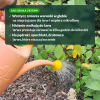 Jak działa zestaw wrotyczu i nicieni