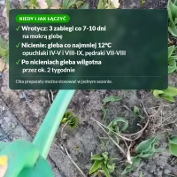 Kiedy stosować wrotycz i nicienie