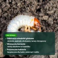 Jak działa P-Drakol: odstrasza szkodniki glebowe, wzmacnia korzenie