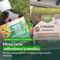 Zestaw wrotycz Mikroaktiv i P-Drakol: mniej larw, odbudowa trawnika