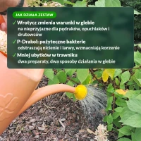 Jak działa zestaw wrotyczu i P-Drakolu