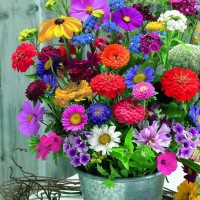 Kwiaty Cięte Mieszanka – Nasiona – Kiepenkerl