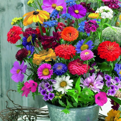 Kwiaty Cięte Mieszanka – Nasiona – Kiepenkerl