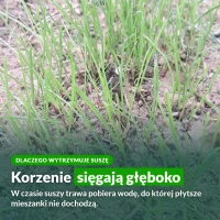 Trawa Kwiat Pustyni: korzenie sięgają głęboko