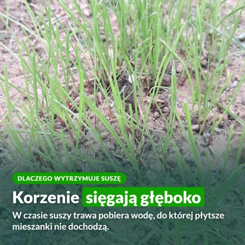 Trawa Kwiat Pustyni: korzenie sięgają głęboko