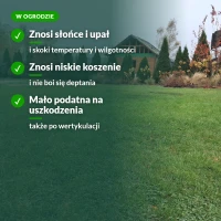 Trawa Kwiat Pustyni w ogrodzie: słońce, niskie koszenie