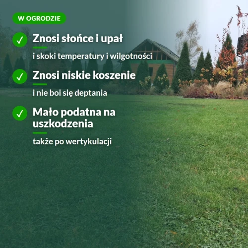 Trawa Kwiat Pustyni w ogrodzie: słońce, niskie koszenie