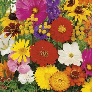 Kwiaty Letnie Mix – Nasiona – Kiepenkerl