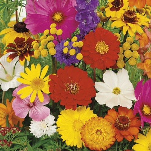 Kwiaty Letnie Mix – Nasiona – Kiepenkerl