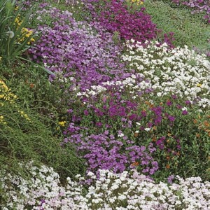 Kwiaty Na Skalniaki Mix – Nasiona – Kiepenkerl