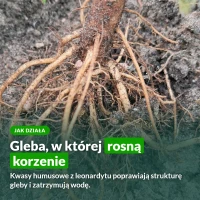 Jak działa Naturcomplet-G: kwasy humusowe z leonardytu