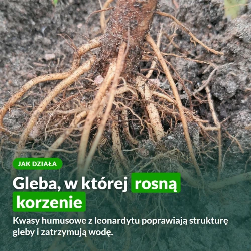 Jak działa Naturcomplet-G: kwasy humusowe z leonardytu