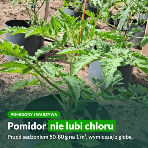 Yara Mila Complex do pomidorów: bez chloru