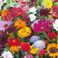 Kwiaty Odstraszające Ślimaki Mix – Nasiona – Kiepenkerl