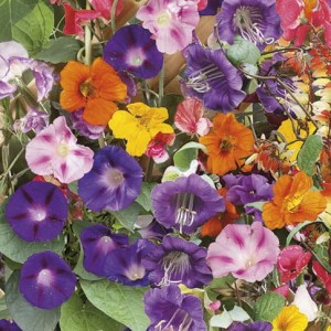 Kwiaty Pnące Mix – Nasiona – Kiepenkerl