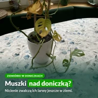 Muszki nad doniczką to ziemiórki