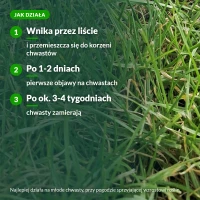 Jak działa Chwastox Complex na chwasty