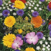 Kwiaty Polne z Ziołami – Łąka Kwietna – Nasiona – Kiepenkerl