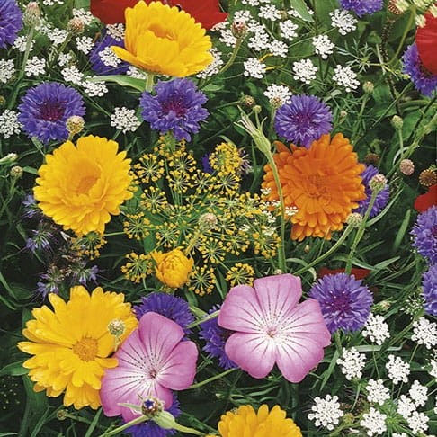 Kwiaty Polne z Ziołami – Łąka Kwietna – Nasiona – Kiepenkerl