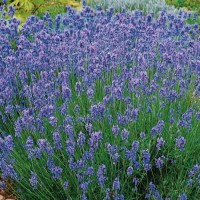 Lawenda wąskolistna 'Hidcote Blue Strain' – Nasiona – Kiepenkerl