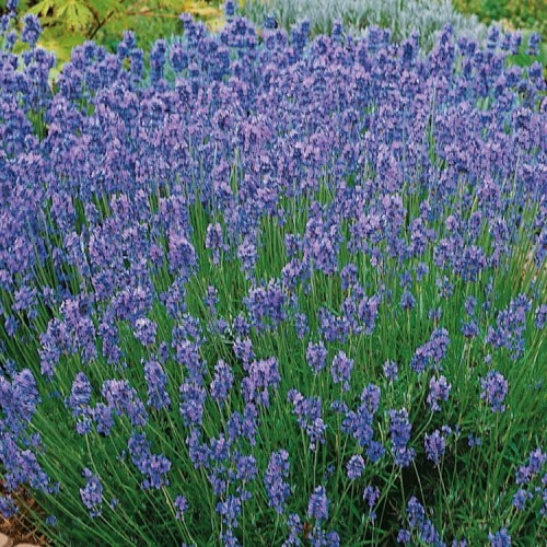 Lawenda wąskolistna 'Hidcote Blue Strain' – Nasiona – Kiepenkerl