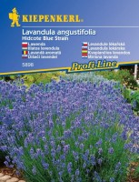Lawenda wąskolistna 'Hidcote Blue Strain' – Nasiona – Kiepenkerl - przód
