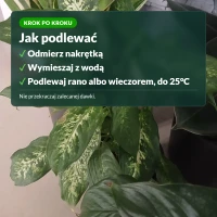 Jak podlewać nawozem do roślin zielonych