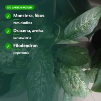 Nawóz do roślin zielonych: monstera, fikus, dracena, sansewieria
