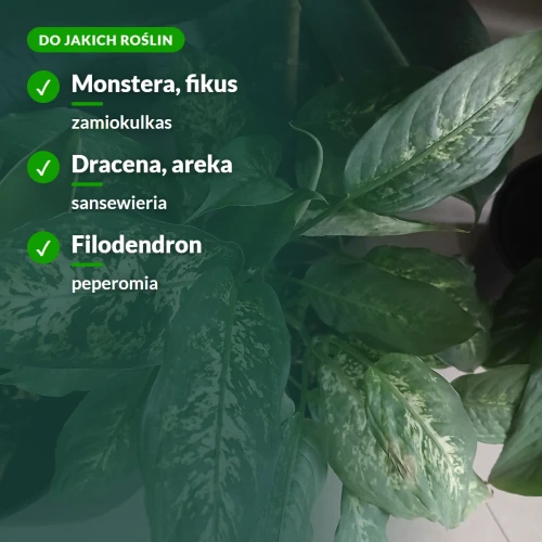 Nawóz do roślin zielonych: monstera, fikus, dracena, sansewieria