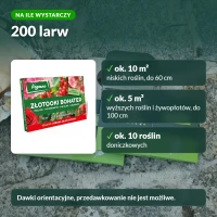 Złotooki bohater: na ile wystarczy