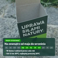 Kiedy stosować larwy złotooka