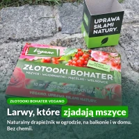 Złotooki bohater Vegano: larwy, które zjadają mszyce