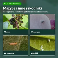Złotooki bohater: na jakie szkodniki