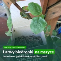 Mszyca Stoper Vegano: larwy biedronki na mszyce