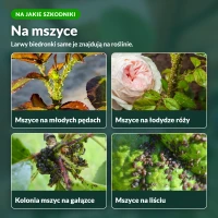 Mszyca Stoper na mszyce: na pędach, łodygach i liściach