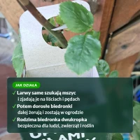 Jak działają larwy biedronki dwukropki na mszyce