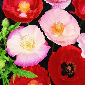 Mak Polny Mix Kolorów – Nasiona – Kiepenkerl