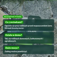 Mszyca Stoper: najczęstsze pytania