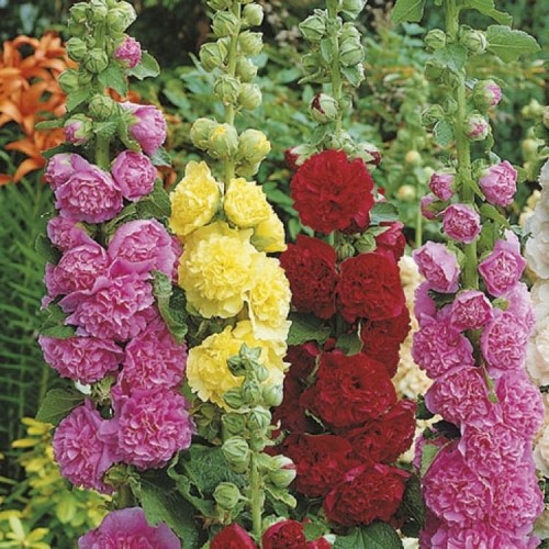 Malwa Ogrodowa Mix Kolorów – Nasiona – Kiepenkerl