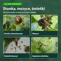 Karate Zeon: stonka ziemniaczana, mszyce, śmietki, gąsienice bielinka