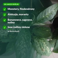 Pałeczki nawozowe: monstery, filodendrony, alokazje, maranty