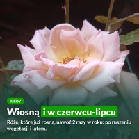 Kiedy nawozić róże: wiosną i w czerwcu-lipcu